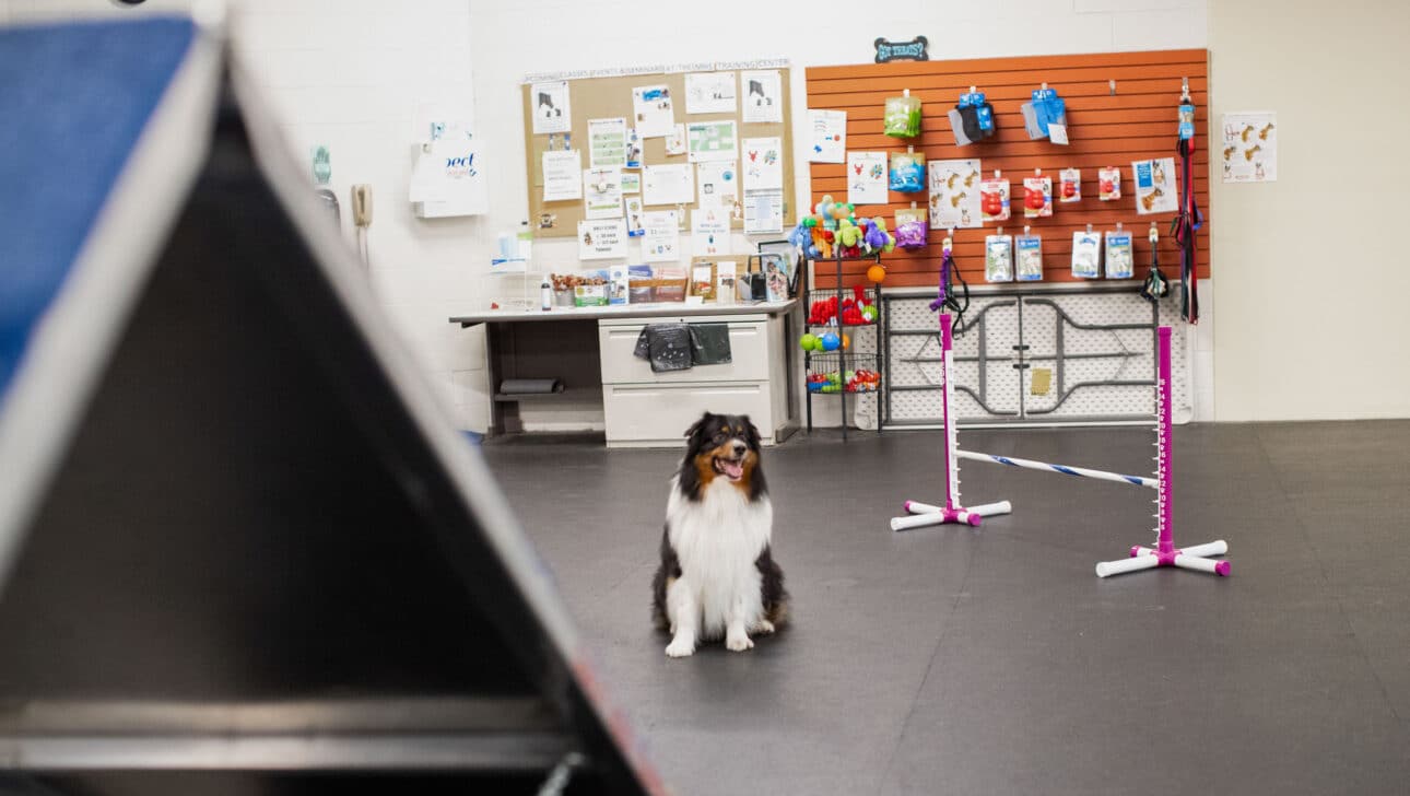 A dog in the MHS training center.