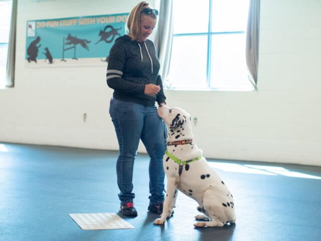 A dog sitting in front of its owner.