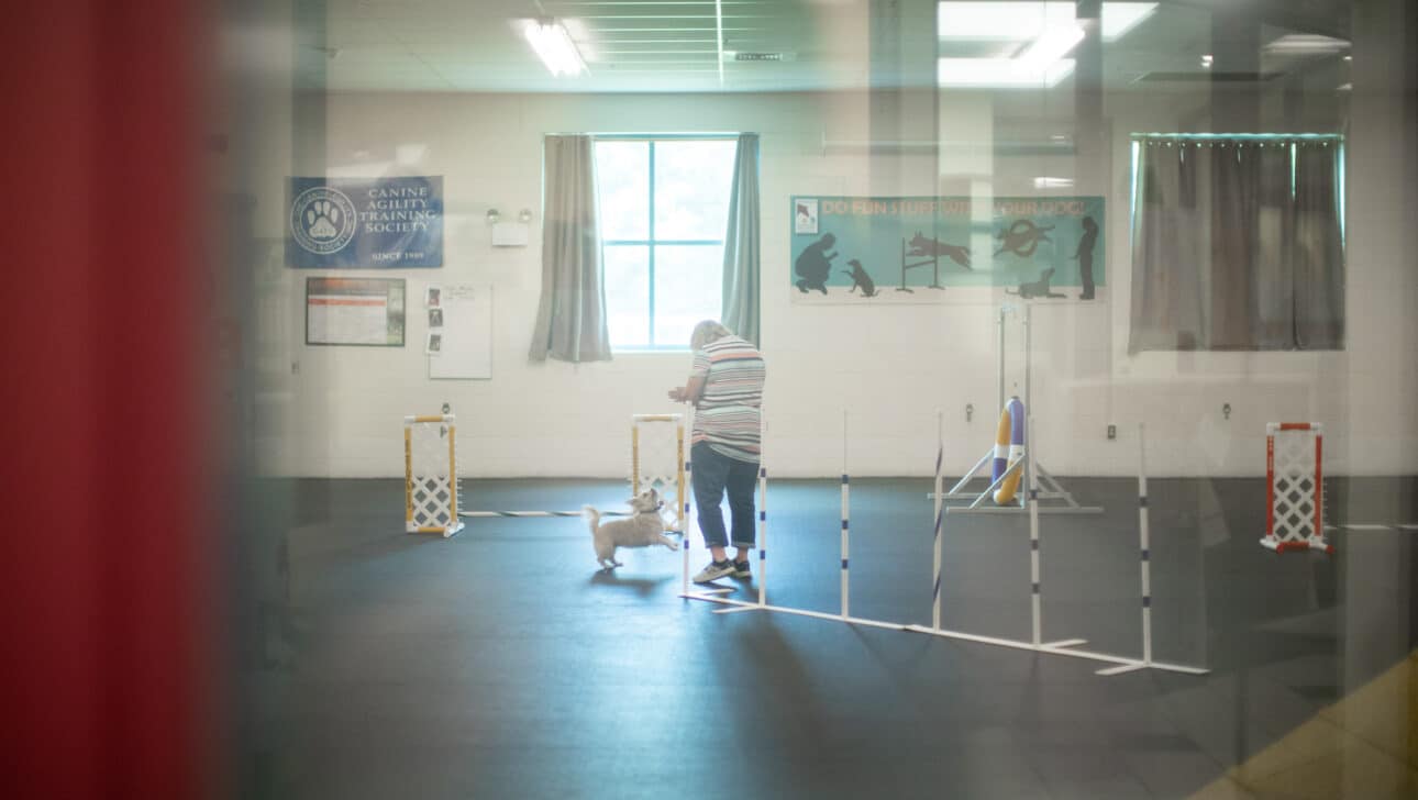 A dog on a training course.