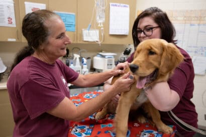 A veterinarian giving a dog a vaccination.
