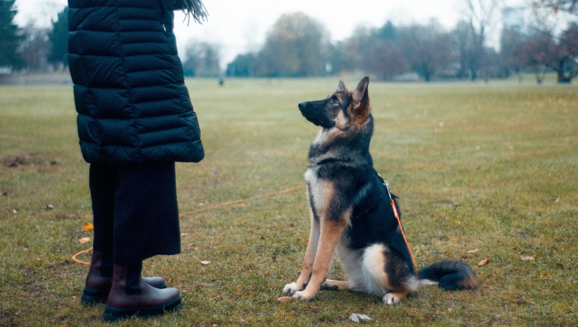A dog sitting straight.