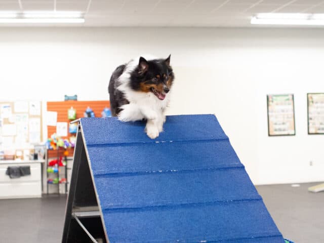A dog on an agility course.