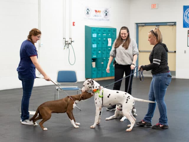 Dogs and their owners inside a training center.
