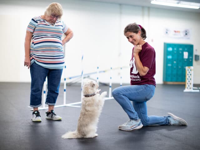 A trainer with a dog as an owner observes.