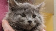 A gray cat.