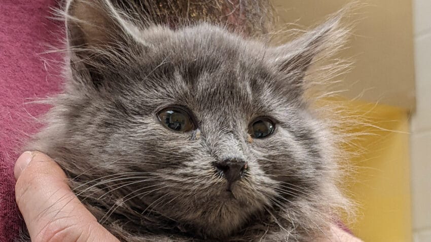 A gray cat.