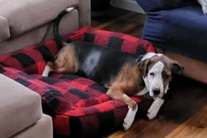 Bastian relaxing on a dog bed.