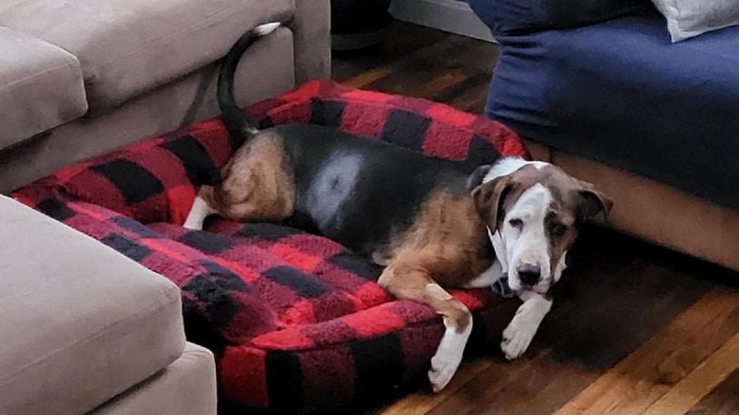 Bastian relaxing on a dog bed.