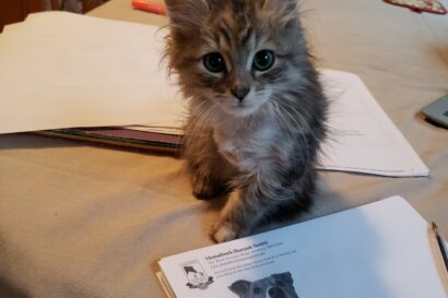 Pogo enjoying participating in life with his foster family.