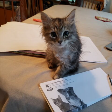 Pogo enjoying participating in life with his foster family.