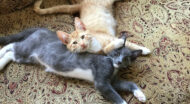 Two cats.
