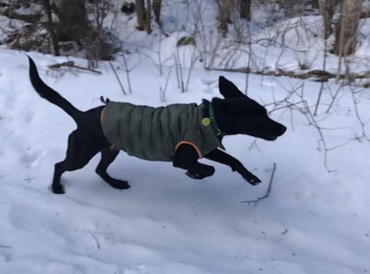 A lab mix running through the snow.