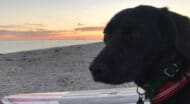 Omlet, a black lab mix.