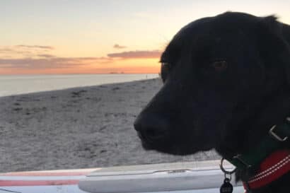 Omlet, a black lab mix.