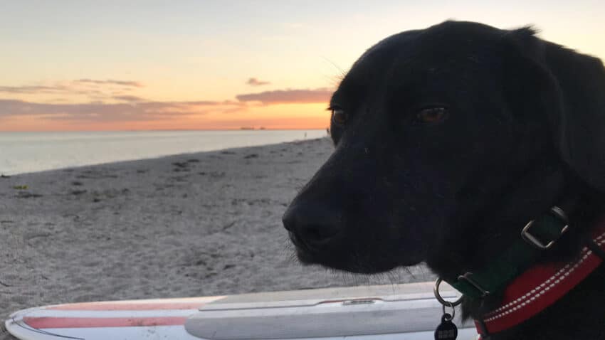 Omlet, a black lab mix.