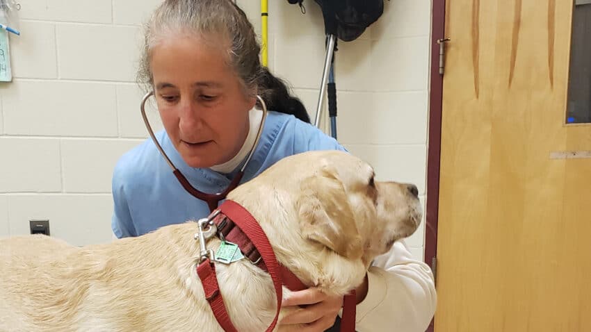 A veterinarian examining a dog.