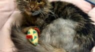 Injured cat laying in bed with toy