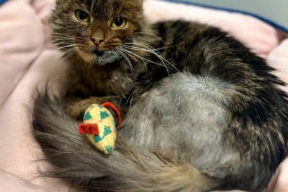 Injured cat laying in bed with toy