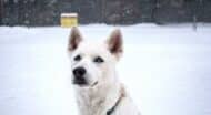 white dog in the snow